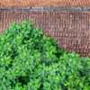 A tamarind tree grows over a tile rooftop in Hanoi, Vietnam.
