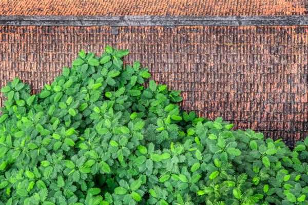 A tamarind tree grows over a tile rooftop in Hanoi, Vietnam.