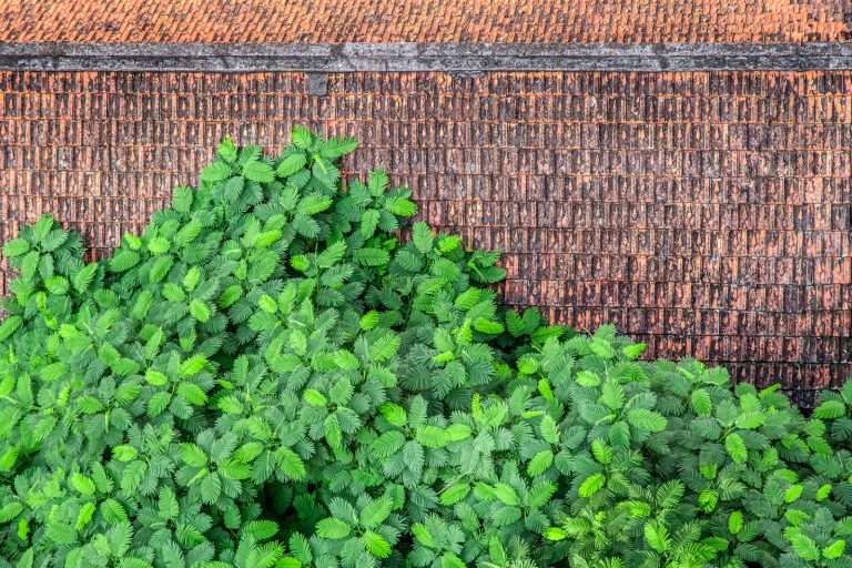 A tamarind tree grows over a tile rooftop in Hanoi, Vietnam.