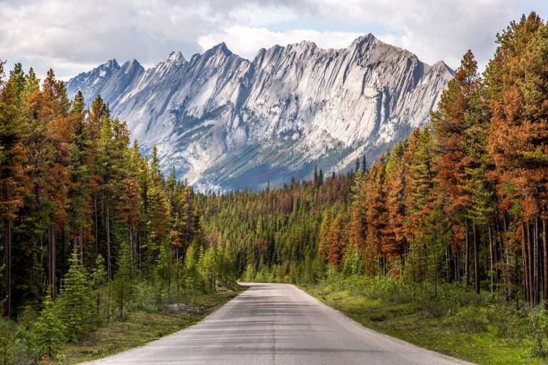 Pine tree lined road in Jasper National Park with a looming ridge in the background