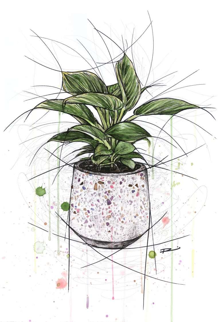 I wet my plants. Still life artwork of an indoor pot plant in a pink terrazzo pot