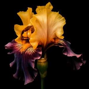 Chromatic Morphology