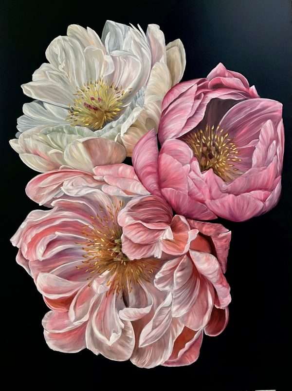 A striking painting featuring three blooming peony flowers set against a deep black background, which dramatically enhances the vibrancy of their petals, which range from soft whites and blush tones to rich magentas