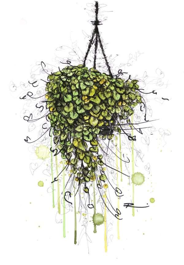 Still life artwork of a plant in a hanging pot. by renee Mitchell