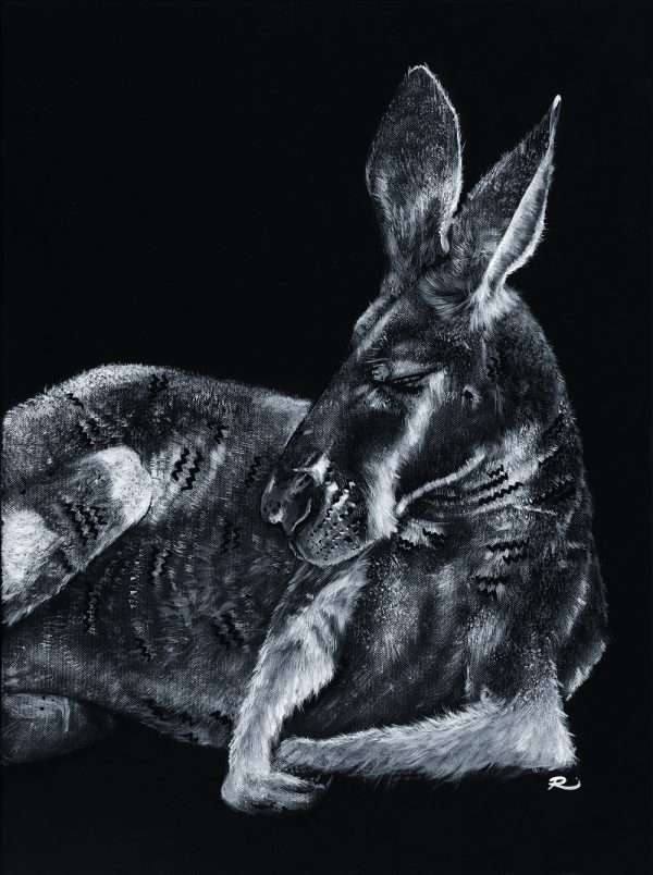 Kangaroo