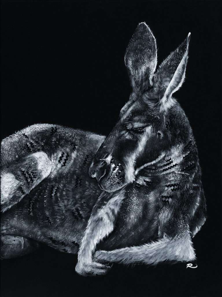 Kangaroo