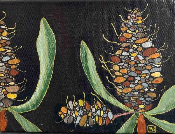 Brown, black and grey banksia seed pods with green leaves on black background