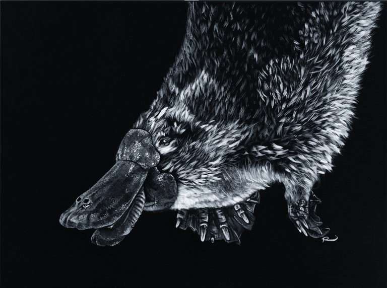 platypus