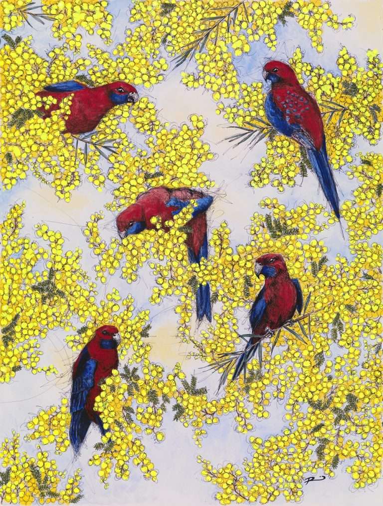 Wattle and Rosellas