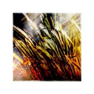 Wheat