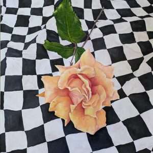 Checkerboard Rose, 2024