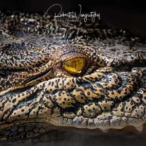 A Hunter's Eye